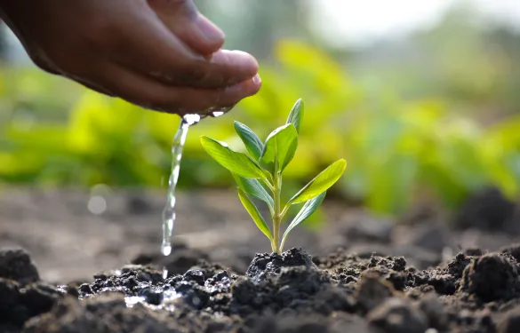Environmental Sustainability